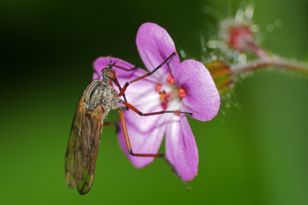 Skaliertes Bild Diptera, Empididae,_2020_05_15--14-15-23.jpg 