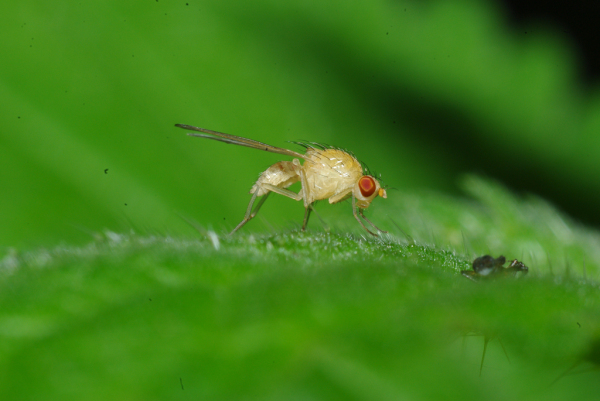Skaliertes Bild Diptera, Heleomyzidae, Suillia sp._2010_06_04--16-35-18.jpg 