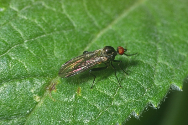 Skaliertes Bild Diptera, Hybotidae, Hybos culiciformus_2006_07_29--14-02-40.jpg 