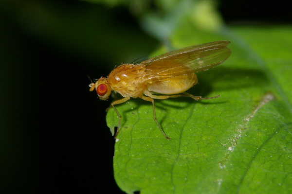 Skaliertes Bild Diptera, Lauxaniidae indet._2005_08_26--08-56-15.jpg 