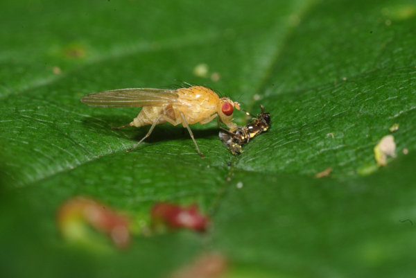 Skaliertes Bild Diptera, Lauxaniidae, Meiosimyza sp._2009_06_14--08-53-19.jpg 