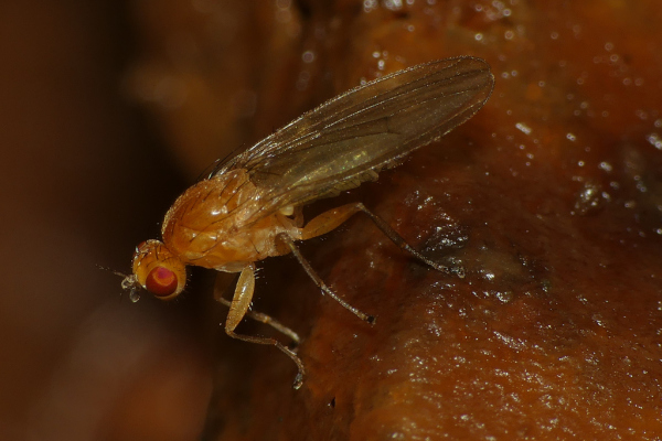 Skaliertes Bild Diptera, Lauxaniidae,_2020_10_05--09-16-02.jpg 
