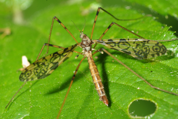 Skaliertes Bild Diptera, Limoniidae, Epiphragma ocellare_2009_06_01--10-26-00.jpg 