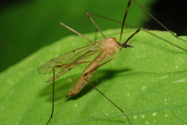 Skaliertes Bild Diptera, Limoniidae, Limonia phragmitidis_2009_06_21--11-13-12.jpg 