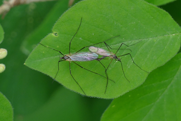 Skaliertes Bild Diptera, Limoniidae, Paarung_2020_05_01--10-10-46.jpg 