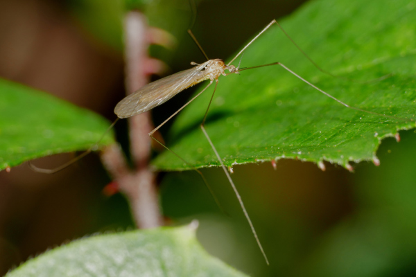 Skaliertes Bild Diptera, Limoniidae,_2019_09_30--15-36-36.jpg 
