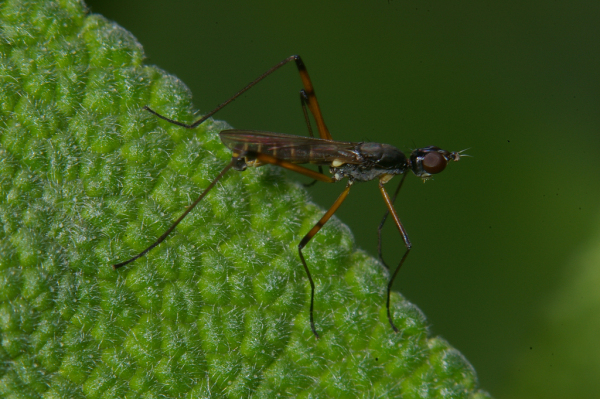 Skaliertes Bild Diptera, Micropezidae, Micropeza corrigiolata_2008_06_14--11-18-50.jpg 