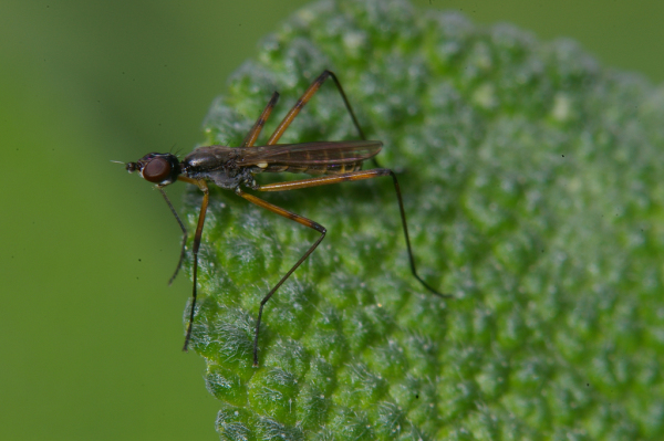 Skaliertes Bild Diptera, Micropezidae, Micropeza_2008_06_14--11-19-20.jpg 