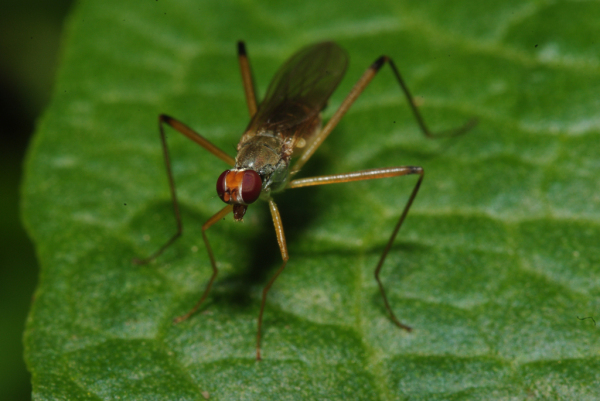 Skaliertes Bild Diptera, Micropezidae, Neria cibaria_2009_05_24--11-47-26.jpg 