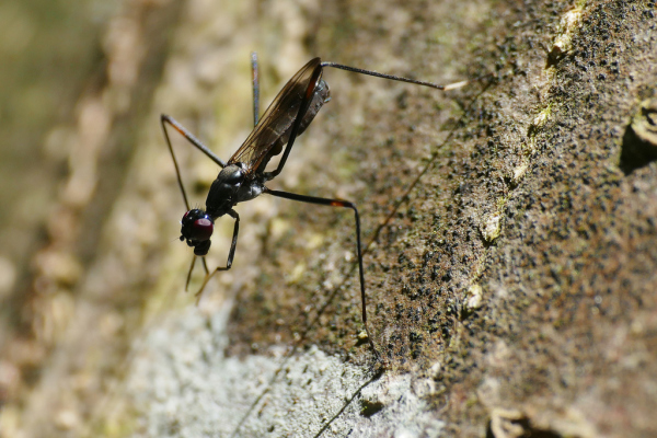 Skaliertes Bild Diptera, Micropezidae,_2020_06_02--13-18-09.jpg 