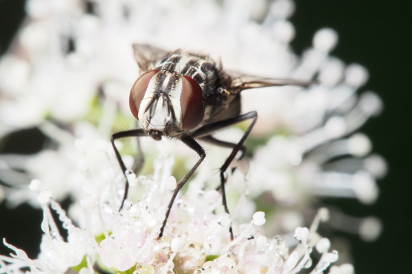 Skaliertes Bild Diptera, Muscidae, Graphomya maculata_2015_07_31--07-56-49.jpg 