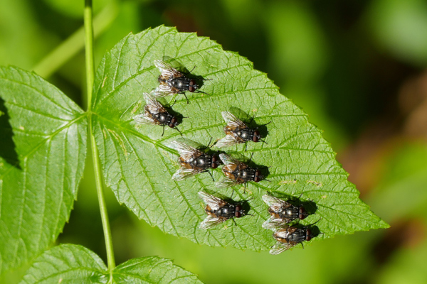 Skaliertes Bild Diptera, Muscidae, Musca autumnalis, Fliegen sonnen sich_2019_07_19--10-29-56.jpg 