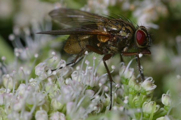 Skaliertes Bild Diptera, Muscidae, Phaonia angelicae_2006_08_18--19-30-03.jpg 
