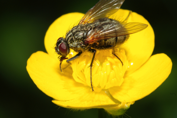 Skaliertes Bild Diptera, Muscidae, Phaonia angelicae_2009_05_24--11-49-03.jpg 