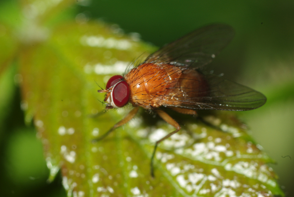 Skaliertes Bild Diptera, Muscidae, Phaonia pallida_2009_06_24--15-50-55.jpg 