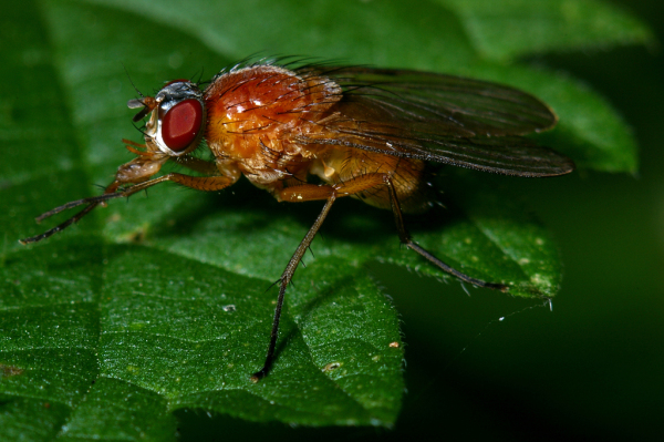Skaliertes Bild Diptera, Muscidae, Thricops diaphanus_2005_10_13--16-44-23.jpg 