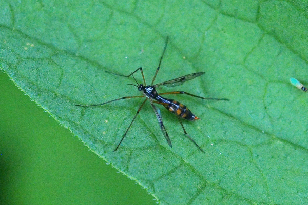 Skaliertes Bild Diptera, Ptychopteridae, Ptytochptera,_2019_07_16--10-26-24.jpg 