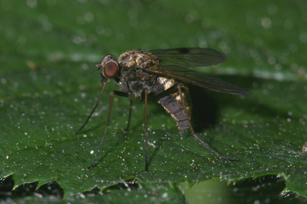 Skaliertes Bild Diptera, Rhagionidae, Chrysopilus cristatus, Schnepfenfliege_2005_06_24--08-43-02.jpg 