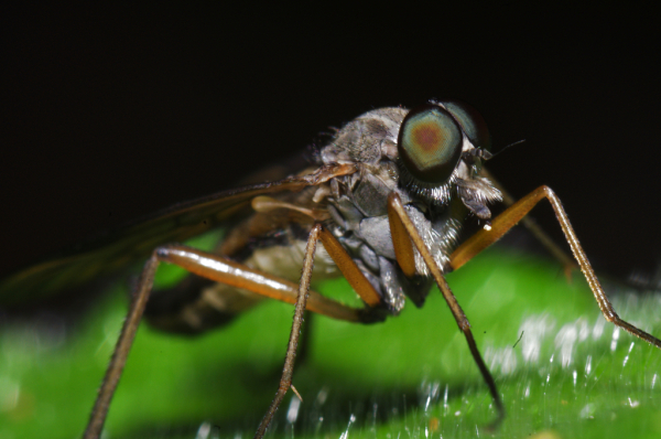 Skaliertes Bild Diptera, Rhagionidae, Rhagio scolopaceus, Gemeine Schnepfenfliege_2011_06_04--09-30-18.jpg 