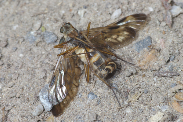 Skaliertes Bild Diptera, Rhagionidae, Rhagio scolopaceus, Schnepfenfliege, Paarung_2008_05_23--13-15-53.jpg 