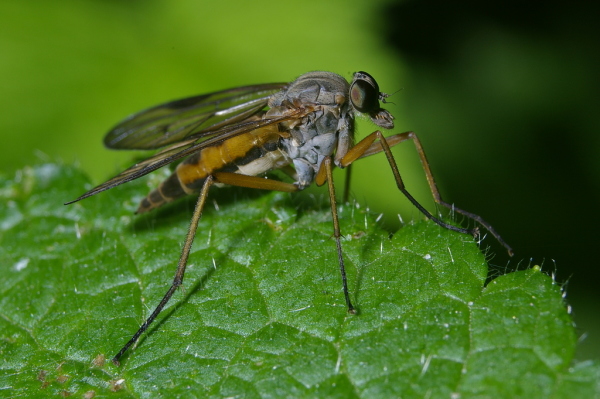 Skaliertes Bild Diptera, Rhagionidae, Rhagio scolopaceus, Schnepfenfliege_2006_06_17--10-35-37.jpg 