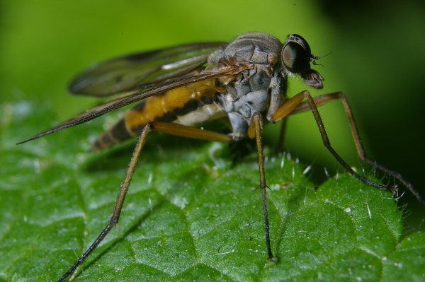 Skaliertes Bild Diptera, Rhagionidae, Rhagio scolopaceus, Schnepfenfliege_2006_06_17--10-36-12.jpg 