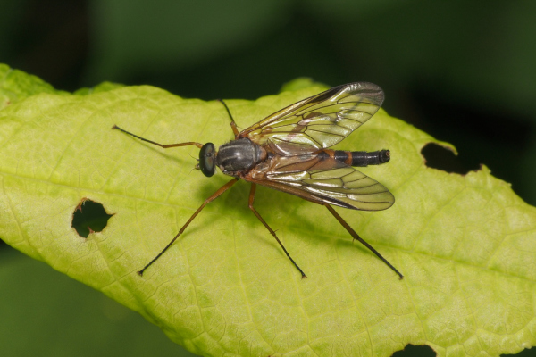 Skaliertes Bild Diptera, Rhagionidae, Rhagio vitripennis_2018_05_18--11-03-57.jpg 