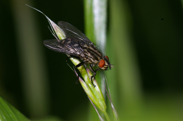 Skaliertes Bild Diptera, Sarcophagidae, Sarcophaga sp._2005_05_17--19-37-13.jpg 