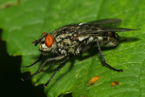 Skaliertes Bild Diptera, Sarcophagidae, Sarcophaga, Fleischfliege_2020_08_11--10-29-38.jpg 