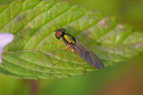 Skaliertes Bild Diptera, Stratiomyidae, Sargus bipunctatus_2020_08_31--10-51-08.jpg 