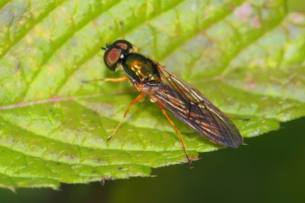 Skaliertes Bild Diptera, Stratiomyidae, Sargus bipunctatus_2020_08_31--10-55-53.jpg 