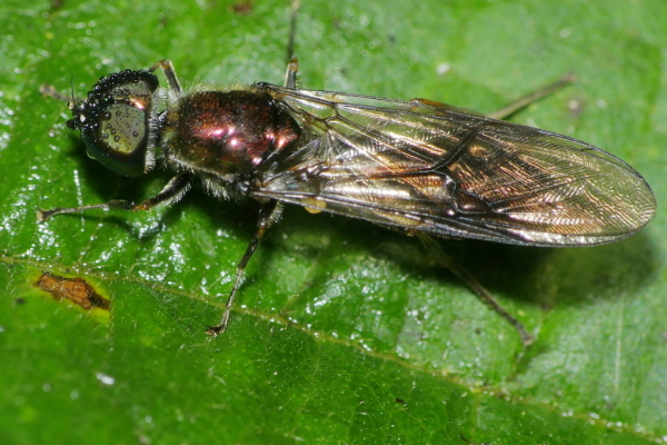 Skaliertes Bild Diptera, Stratiomyidae, Waffenfliege_2021_10_17--11-50-18.jpg 
