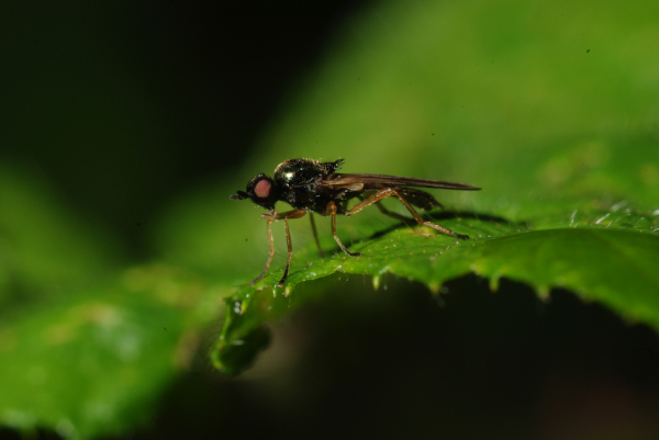 Skaliertes Bild Diptera, Syrphidae, Beris chalybata_2009_06_21--14-18-39.jpg 