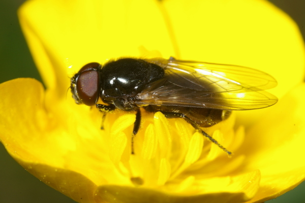 Skaliertes Bild Diptera, Syrphidae, Cheilosia sp._2007_05_01--12-22-18.jpg 
