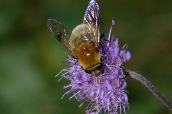 Skaliertes Bild Diptera, Syrphidae, Criorhina berberina_2006_09_24--11-51-35.jpg 