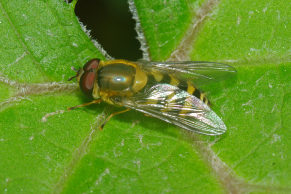 Skaliertes Bild Diptera, Syrphidae, Didea fasciata_2010_05_08--13-09-57.jpg 