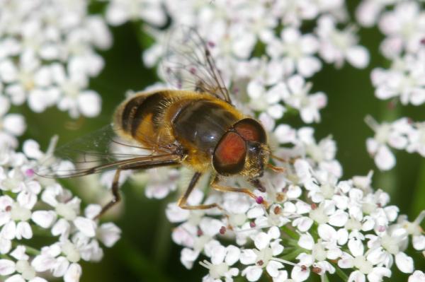 Skaliertes Bild Diptera, Syrphidae, Eristalis pertinax_2005_06_18--10-35-51.jpg 