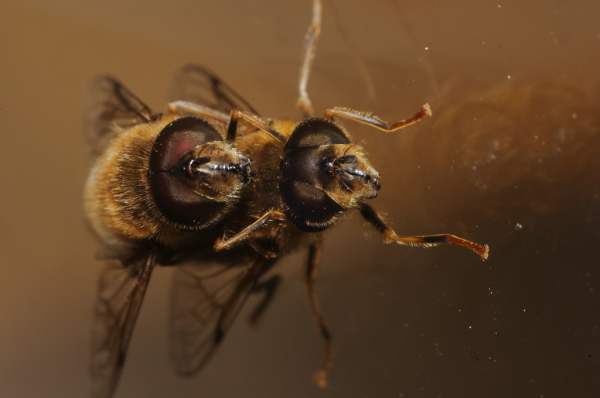 Skaliertes Bild Diptera, Syrphidae, Eristalis similis, Paarung_2014_03_28--10-46-52.jpg 