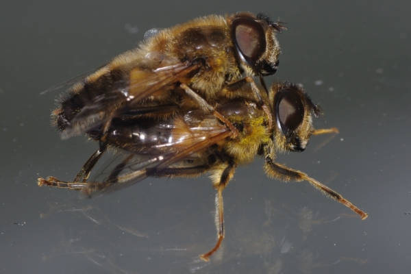 Skaliertes Bild Diptera, Syrphidae, Eristalis similis, Paarung_2014_03_28--10-48-05.jpg 