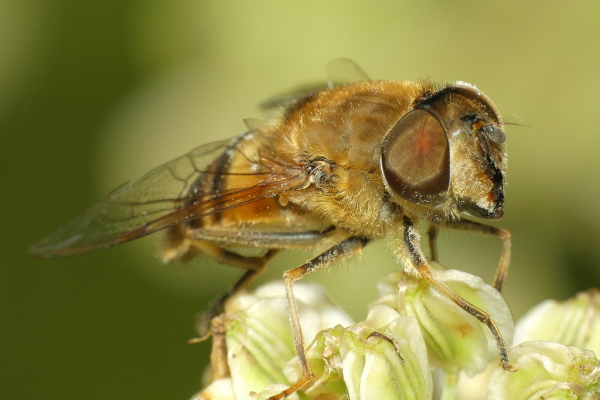 Skaliertes Bild Diptera, Syrphidae, Eristalis tenax_2020_08_23--11-23-52.jpg 
