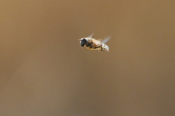 Skaliertes Bild Diptera, Syrphidae, Eristalis, im Flug_2020_04_08--10-13-41.jpg 