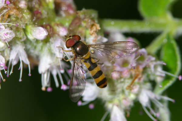 Skaliertes Bild Diptera, Syrphidae, Meliscaeva cinctella_2005_08_26--09-49-26.jpg 
