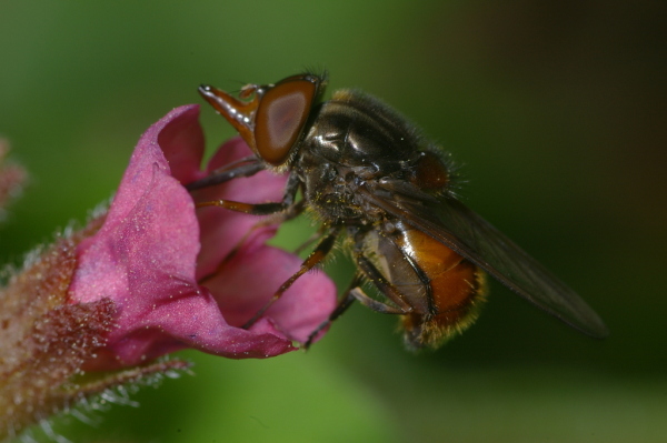 Skaliertes Bild Diptera, Syrphidae, Rhingia campestris, Kegelfliege_2006_04_25--16-49-14.jpg 