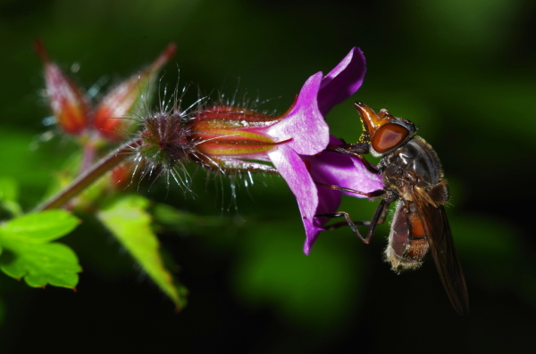 Skaliertes Bild Diptera, Syrphidae, Rhingia campestris, Kegelfliege_2014_05_15--15-07-44.jpg 