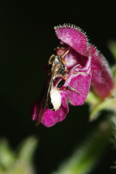 Skaliertes Bild Diptera, Syrphidae, Sphegina clunipes_2009_06_27--15-26-25.jpg 