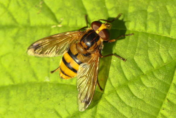 Skaliertes Bild Diptera, Syrphidae, Volucella inanis_2020_09_10--09-05-29.jpg 