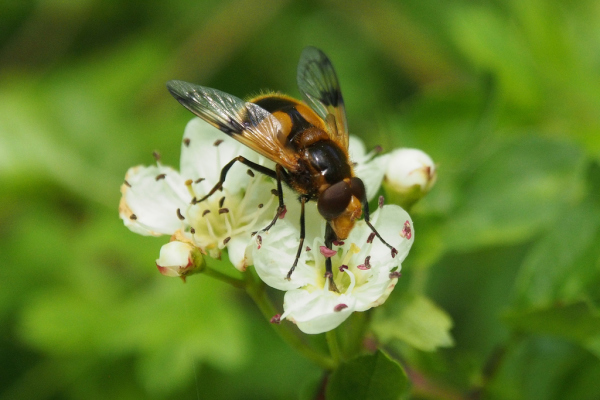 Skaliertes Bild Diptera, Syrphidae, Volucella inflata, Schwebfliege_2019_05_25--15-43-11.jpg 