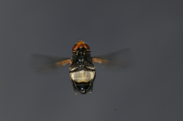 Skaliertes Bild Diptera, Syrphidae, Volucella pellucens, Waldschwebfliege, im Flug_2008_06_24--07-48-49.jpg 