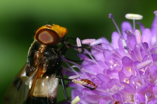 Skaliertes Bild Diptera, Syrphidae, Volucella pellucens, Waldschwebfliege_2006_07_29--15-00-09.jpg 