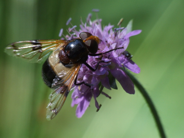 Skaliertes Bild Diptera, Syrphidae, Volucella pellucens, Waldschwebfliege_2007_08_04--15-05-38.jpg 